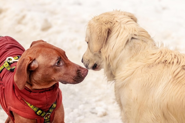 Two dogs of the breed ridgeback and golden retriever against each other in the park against the background of snow