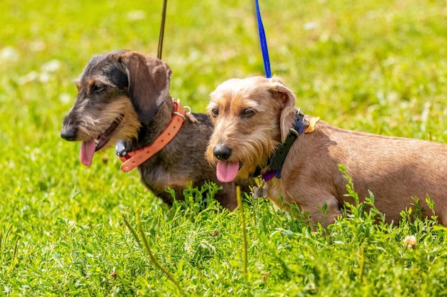 Two dogs breed wirehaired dachshund on a leash among the green grass in the park on a sunny day