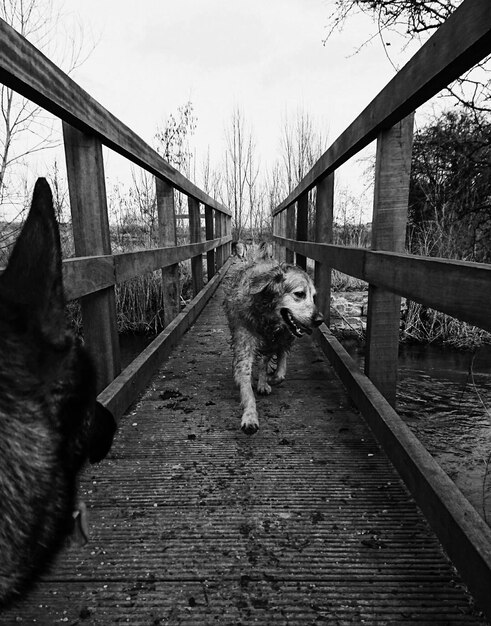 Photo two dogs on bridge