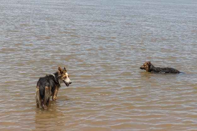 Two dogs cooling off in the river