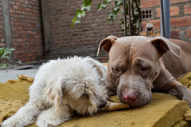 Two dogs of different breeds living and sharing. abandonment or
adoption concept.