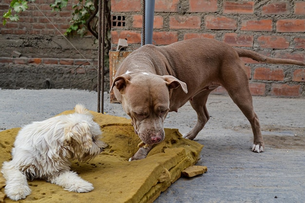 Two dogs of different breeds living together and sharing a\
bone.