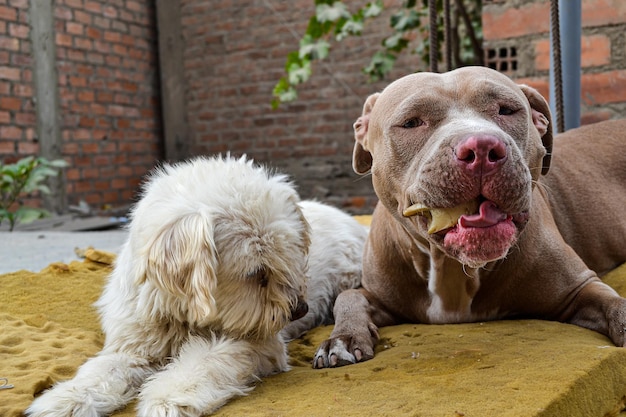 Two dogs of different breeds living together and sharing a\
bone.