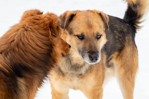 Due cani affrontano l'aggressione l'uno contro l'altro. cani aggressivi