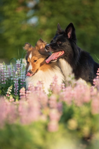 Two dogs in a field of flowers