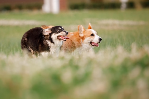 Two dogs in a field with the word akita on the left