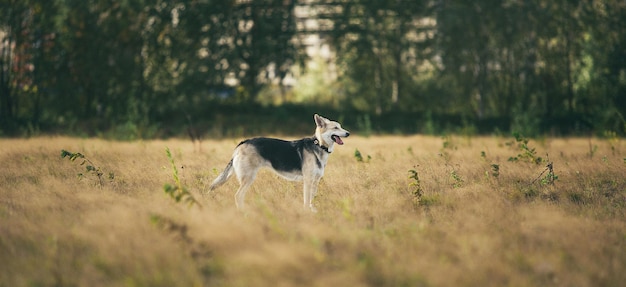 畑にいる2匹の犬