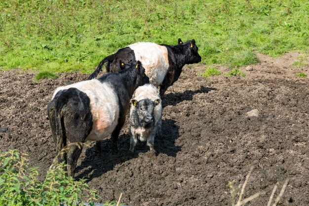 Two dogs in a field