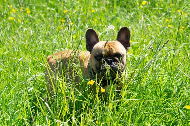 Foto due cani sul campo.