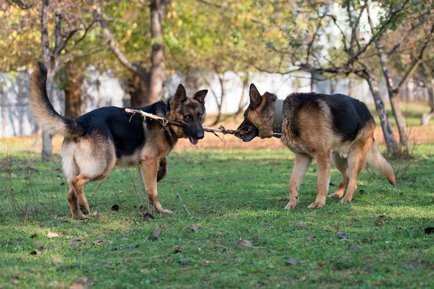 スティックをめぐって戦う2匹の犬