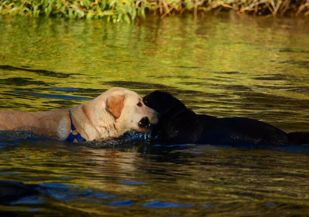 two dogs fighting for a wooden stick two labrador retrievers in the water playing