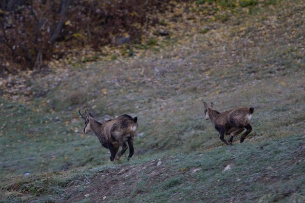 Foto due cani in una foresta