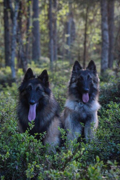 Foto due cani in una foresta