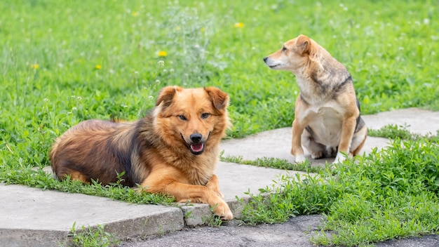 Two dogs in the garden on the sidewalk among the green grass