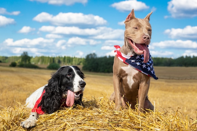 Two dogs at a haystack