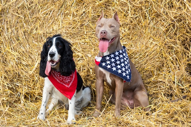 Two dogs at a haystack