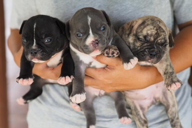 子犬を抱いた2匹の犬