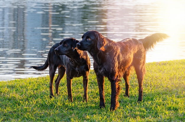 湖のほとりの芝生にいる2匹の犬が太陽に照らされています。