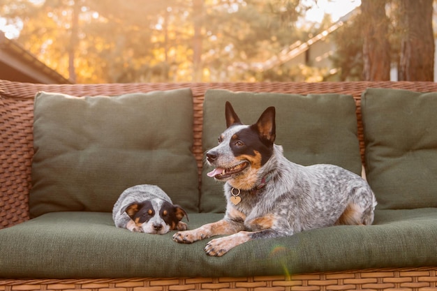 Two dogs laying on a couch with a dog on the couch