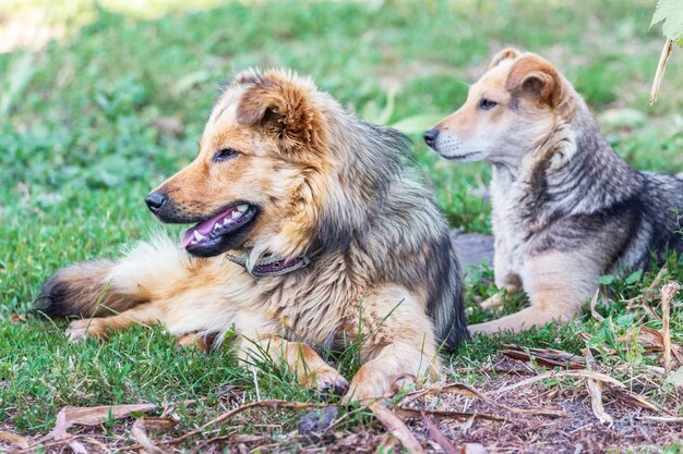 Two dogs lie next on the grass in the summer 