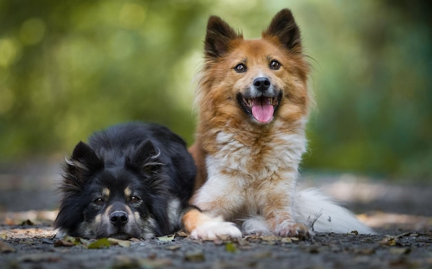 Two dogs lie on the ground in a park.