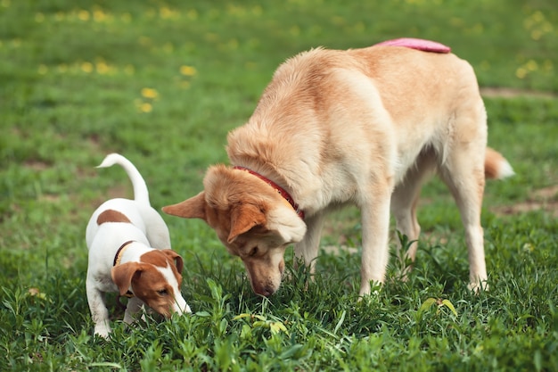 2匹の犬が草の中のフリスビーを探す