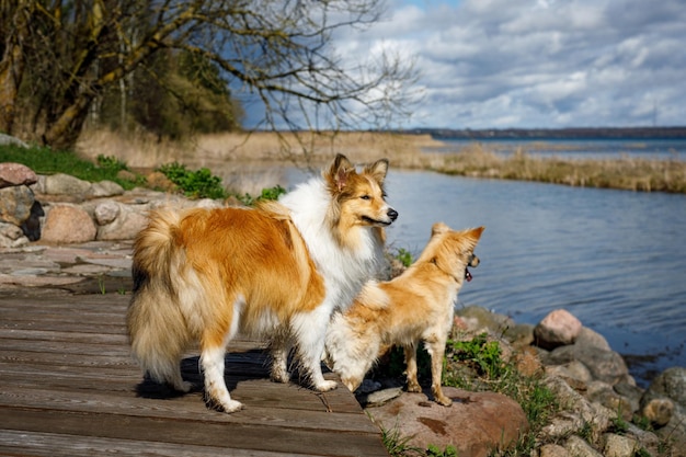 写真 湖の近くの2匹の犬