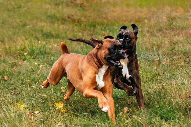 写真 ドイツのボクサー犬種の 2 匹の犬が元気に走り、散歩でお互いに遊んでいます