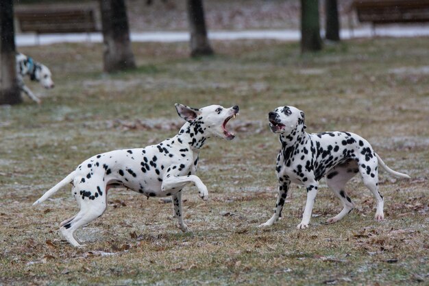 写真 草の上に2匹の犬