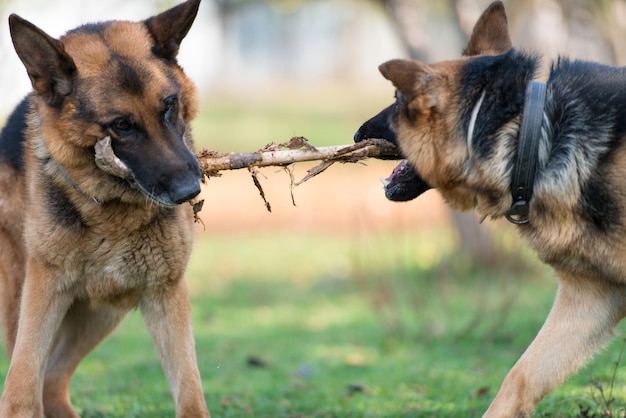 Two Dogs One Stick