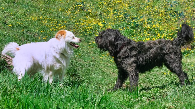 2匹の犬1匹の白と1匹の黒が一緒に遊ぶ