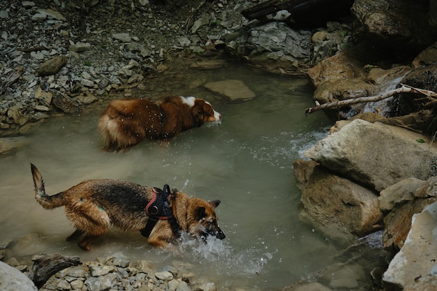 Two dogs play with water and splash in forest Top view Hiking with pets