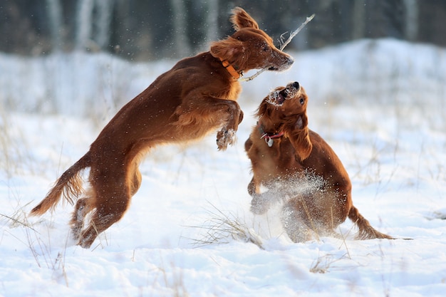 写真 白い雪と遊ぶ2匹の犬