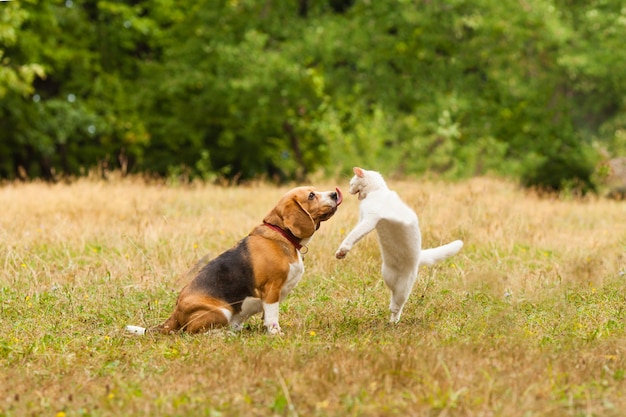 野原で遊ぶ2匹の犬