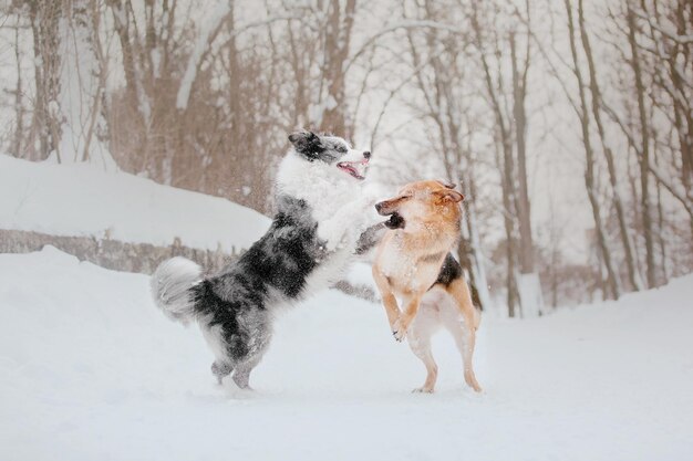 Photo two dogs playing in the snow, one of them is wearing a white coat.