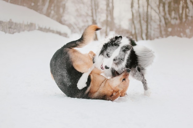 Two dogs playing in the snow, one of them is wearing a white collar.