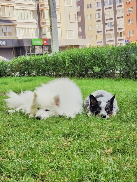 Two dogs playing with each other on the grass