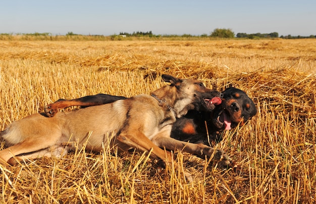 Two dogs playing