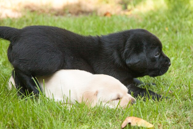 Foto due cani che si rilassano sul campo