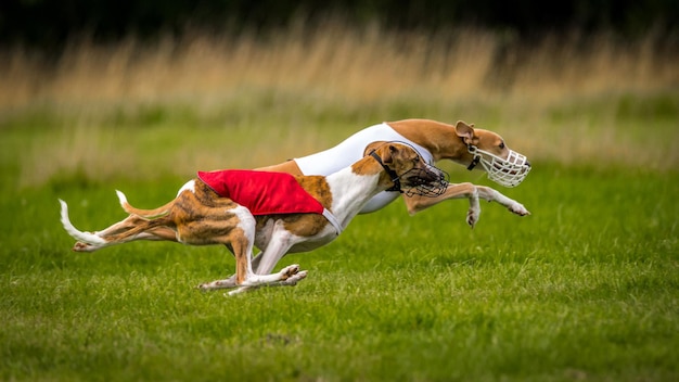 two dogs running on grassy field