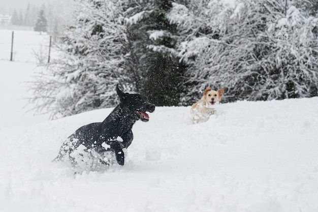 雪の中を走っている2匹の犬