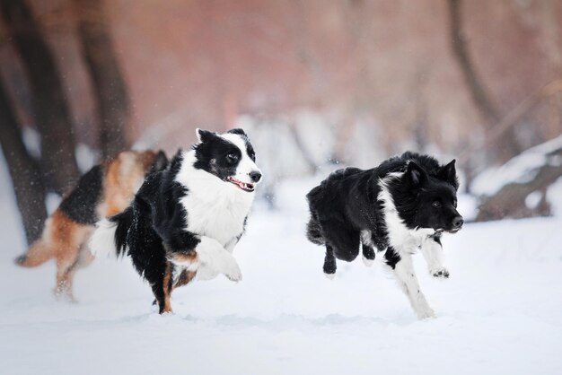 Two dogs running in the snow