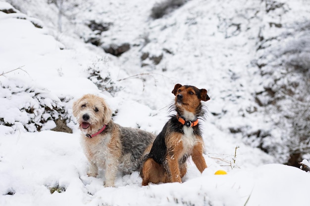 2匹の犬,シニア・ビーグルとジュニア・ボデグエロが,雪の中に一緒に座って,雪の森で冬にカメラを見ながら,幸せに水平とコピースペースを見ています