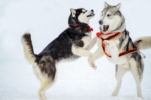 シベリアンハスキーの2匹の犬が互いに遊んでいます。