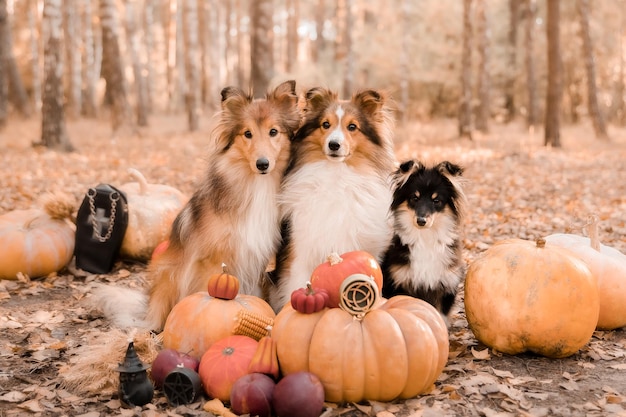 Two dogs sit in front of a pumpkin