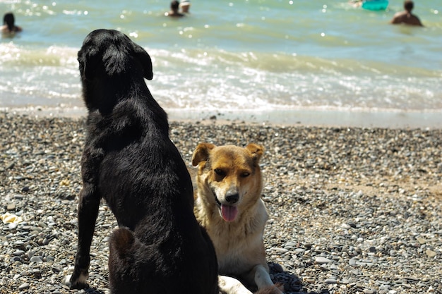 Two dogs sit on the seashore and look at the water copy space