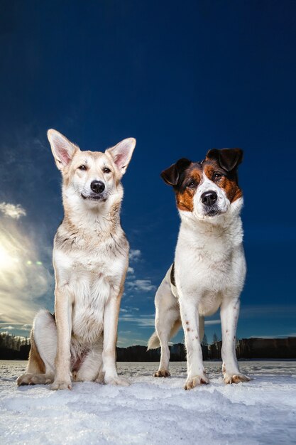 Photo two dogs sitting and looking at camera on a winter field.