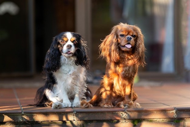 Две собаки сидят вместе в лучах заката