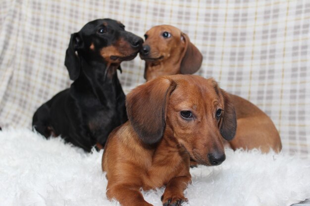 Two dogs sitting