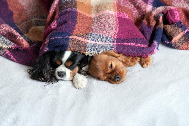 Two dogs sleepeing together under the warm blanket